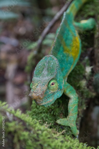 close up of colourful male parson's chamaleon looking at camera in natural habitat during daylight in andasibe-mantandia national parc madagascar