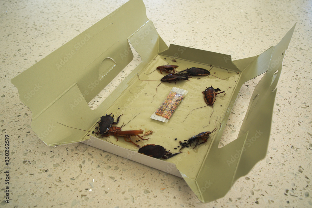 Cardboard cockroach trap with captured dead adult cockroaches Stock