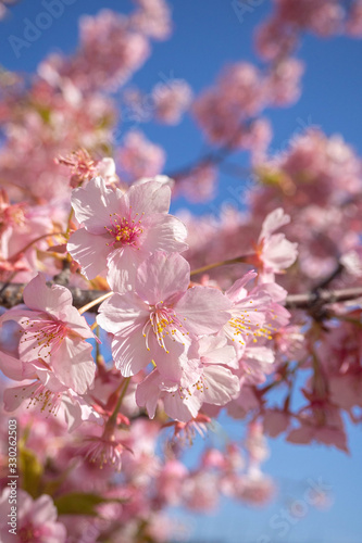満開の桜