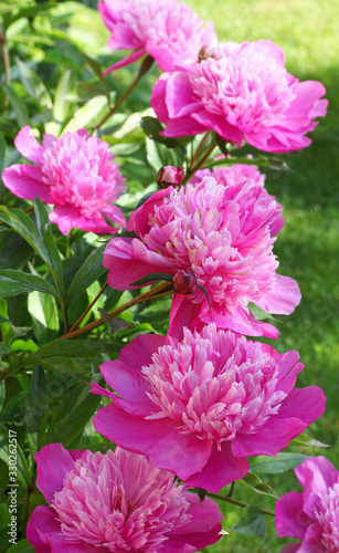 Beautiful pink peony flowers in their natural garden environment at full sunshine.