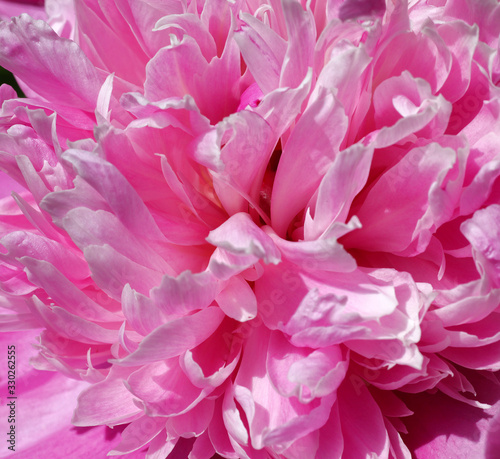 Beautiful pink peony flowers in their natural garden environment at full sunshine. © macrossphoto