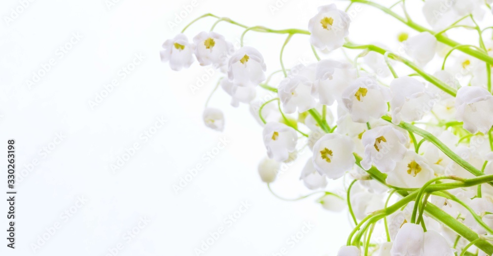 delicate white buds bells flowers of Lily of the valley close up on a white background with a copy space