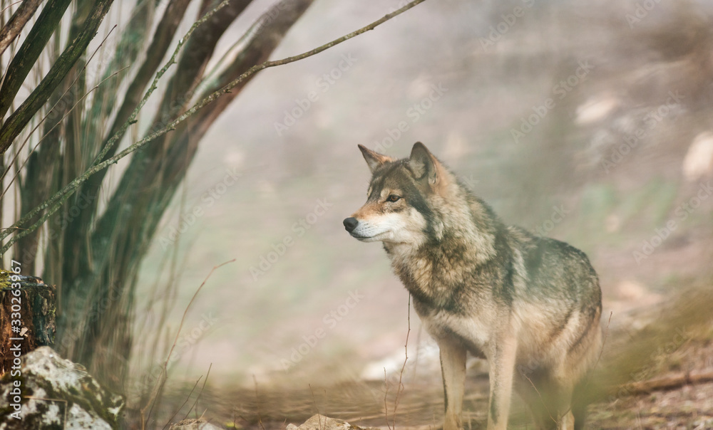 the European gray wolf stands in the forest the European gray wolf stands in the forest