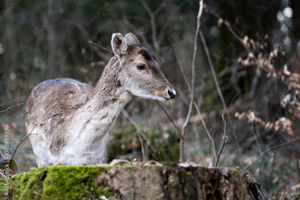 Fototapeta premium Faune du Semnoz
