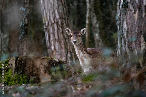 Faune du Semnoz