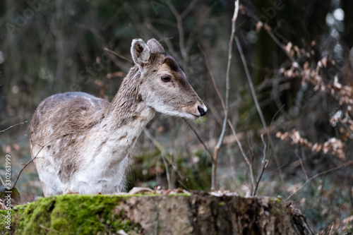 Faune du Semnoz