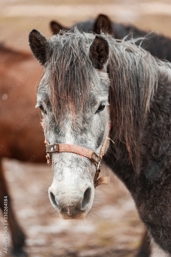 Obraz premium head of the Bosnian autochthonous horse