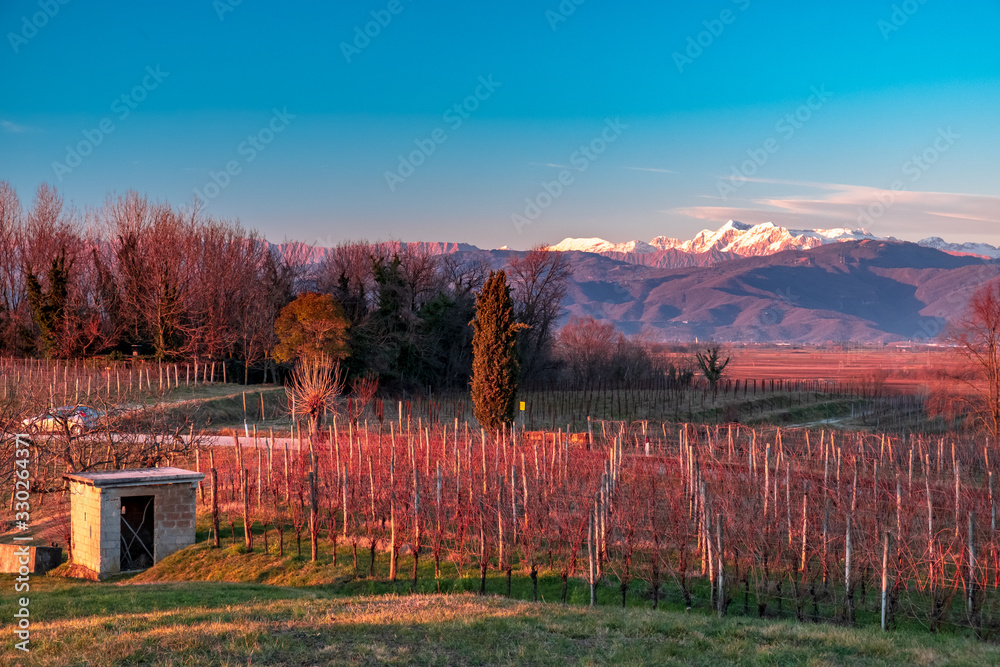 Winter sunset in the vineyards of Collio Friulano Winter sunset in the vineyards of Collio Friulano