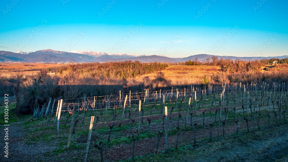 Obraz premium Winter sunset in the vineyards of Collio Friulano