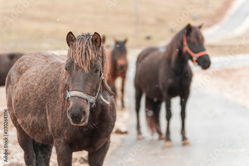 head of the Bosnian autochthonous horse