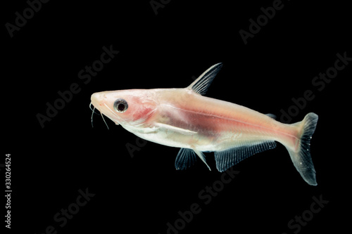 Albino Catfish (Pangasius hypophthalmus)  on black  photo