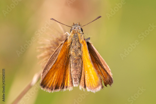 The Essex skipper or European skipper (Thymelicus lineola) is a butterfly in family Hesperiidae. photo