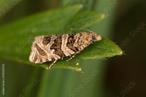 Celypha rivulana is a small moth species of the family Tortricidae. photo