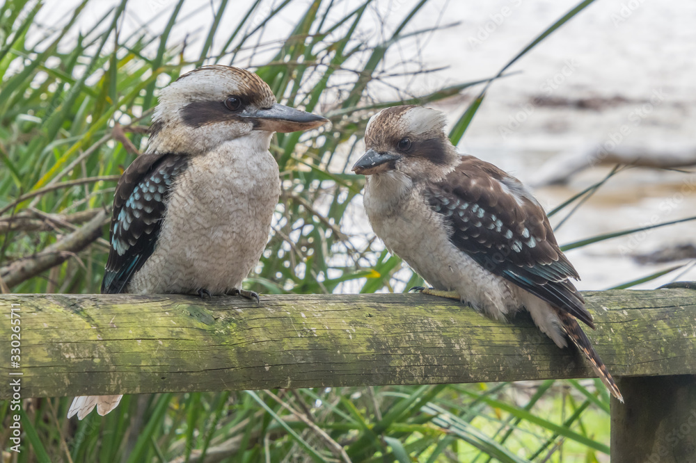 Obraz premium Kookaburras na słupku ogrodzenia