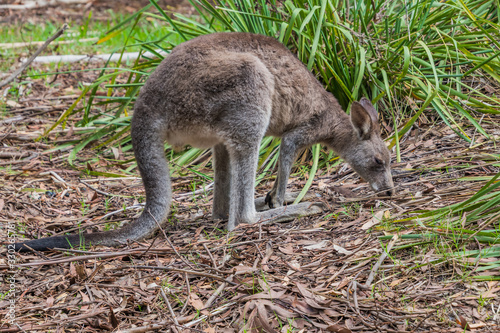 Eastern Grey Kangaroo