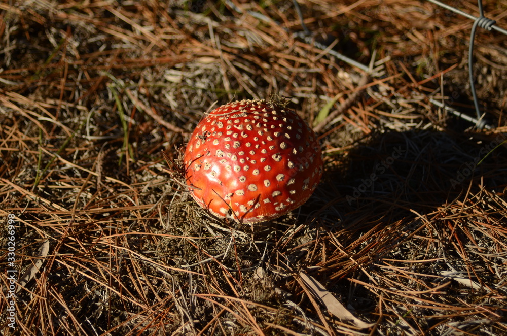 Toadstool in pine and bracken Victoria Australia Toadstool in pine and bracken Victoria Australia