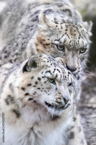 Male and female snow leopards, mating pair