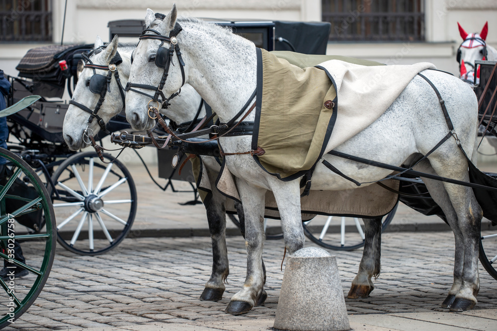 horse and carriage, in wien, viena, österrike, Austria horse and carriage, in wien, viena, österrike, Austria
