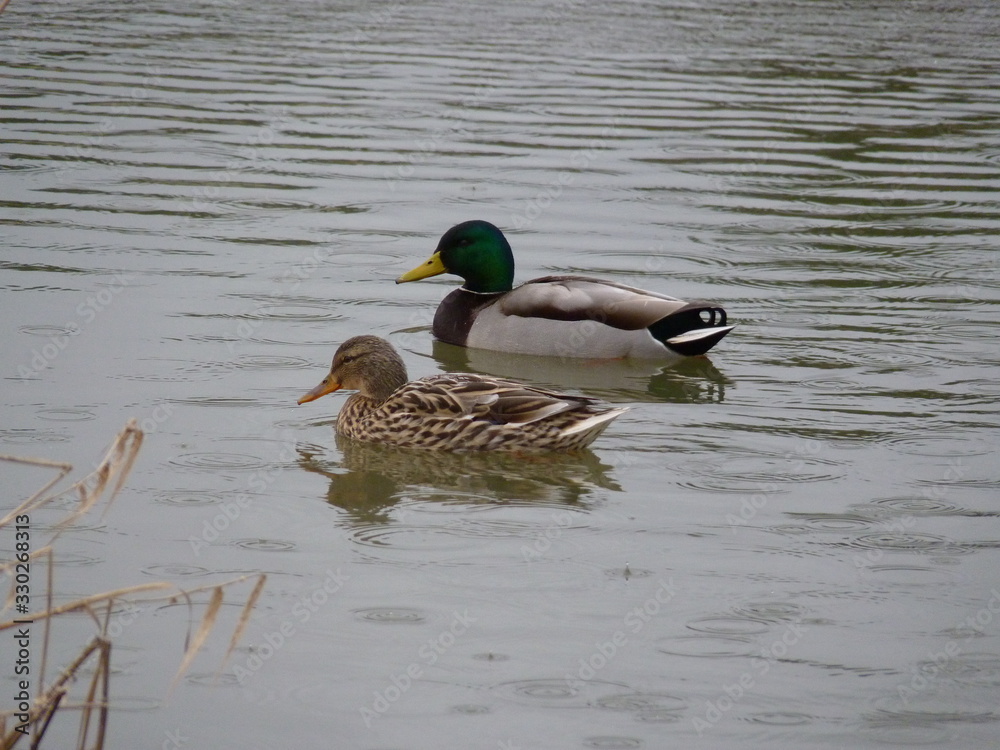Pair of male and female mallard ducks swimming in the water Pair of male and female mallard ducks swimming in the water