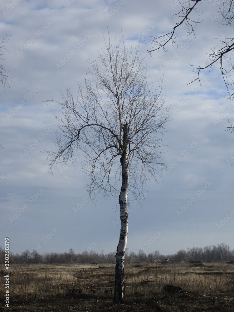 tall birch without leaves against the blue sky in early spring tall birch without leaves against the blue sky in early spring