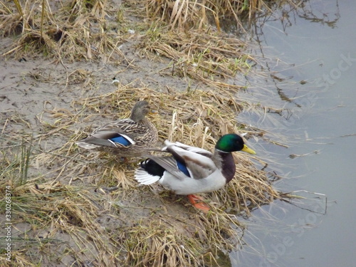 Pair of male and female mallard ducks sitting together