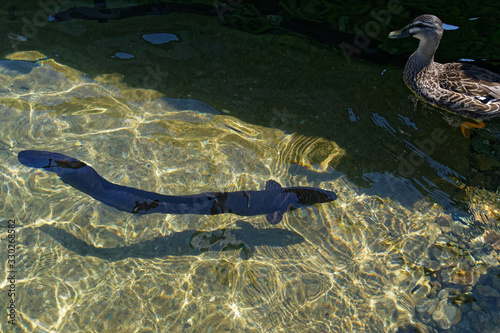 A large long finned eel, endemic to New Zealand, swims near the jetty at Lake Rotoiti photo