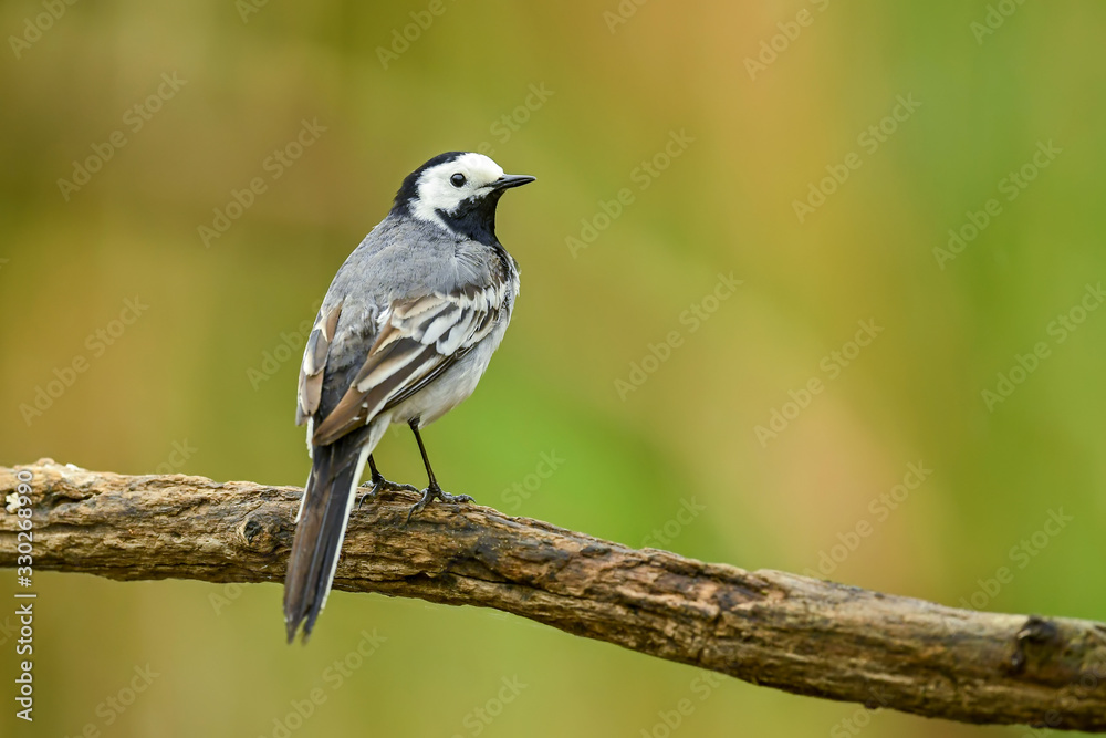 Fototapeta premium White Wagtail - Motacilla alba, small popular passerine bird from European fileds, meadows and wetlands, Hortobagy National Park, Hungary.