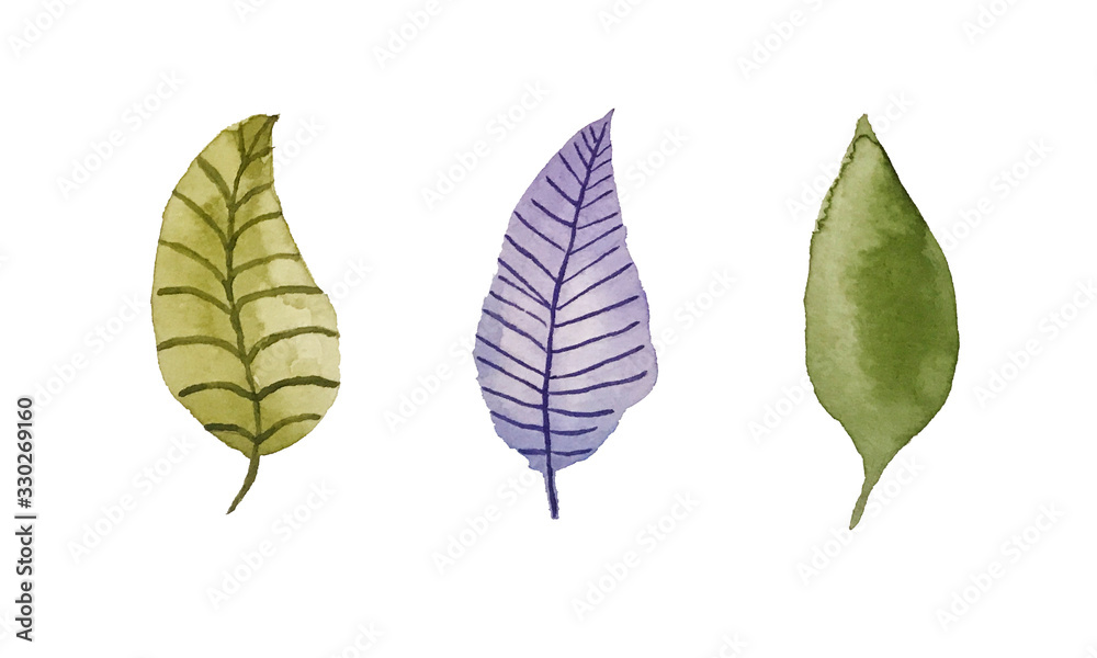 Obraz premium Set of leaves. Watercolor illustration. A set for creating templates, typography, menus, designs , and postcards. Design for packaging, weddings, fabrics, textiles, Wallpaper, website, postcards.