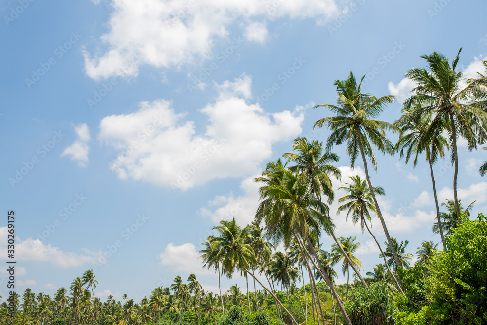 Obraz premium palm leaves against the blue sky on the ocean