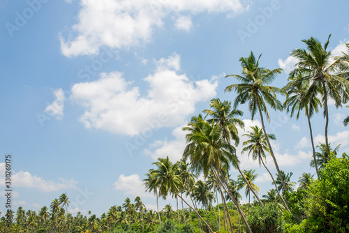 palm leaves against the blue sky on the ocean