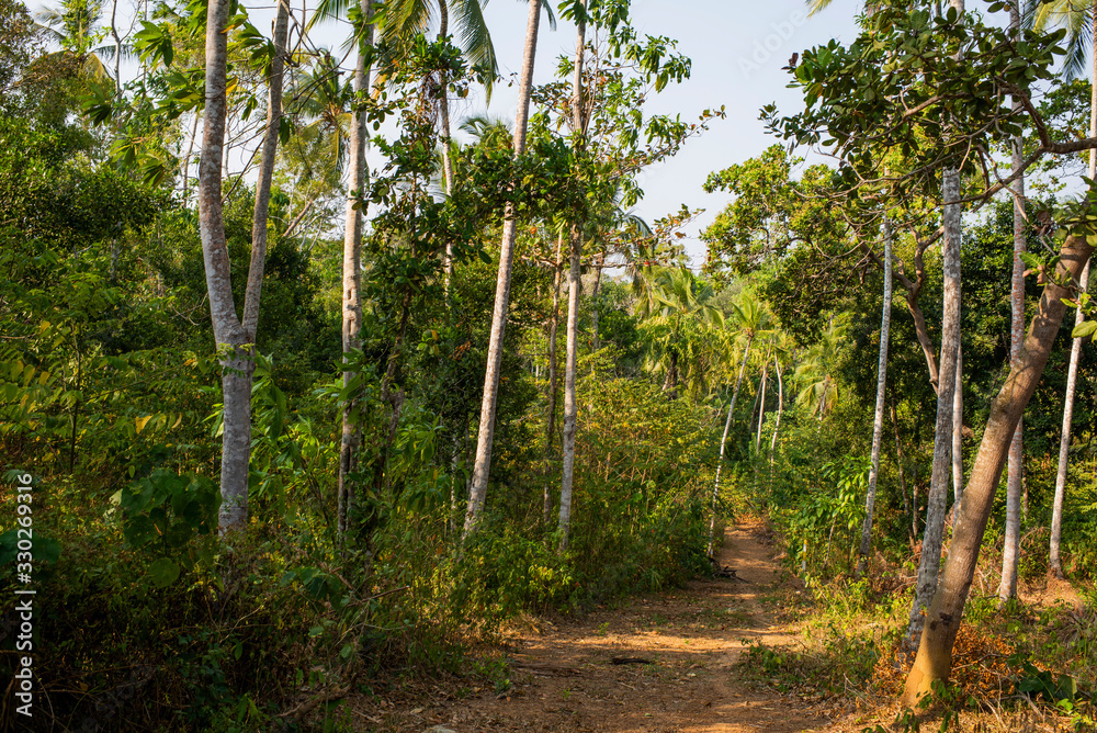 dirt road in the jungle among palm trees