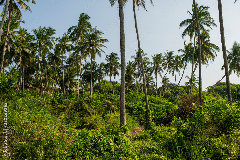 palm grove with grass and bushes palm grove with grass and bushes
