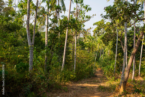 dirt road in the jungle among palm trees