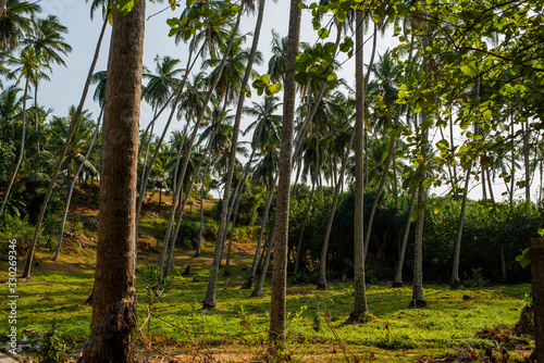 palm grove with grass and bushes photo