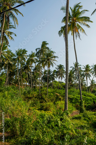palm grove with grass and bushes