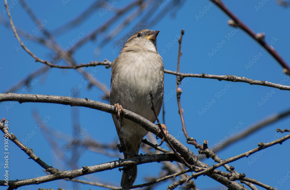 The sparrow sits on the branch warming in the sun. The first days of spring with a beautiful blue sky The sparrow sits on the branch warming in the sun. The first days of spring with a beautiful blue sky