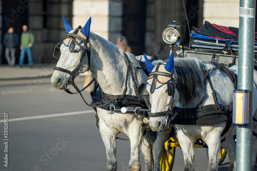 horse and carriage, in wien, viena, österrike, Austria