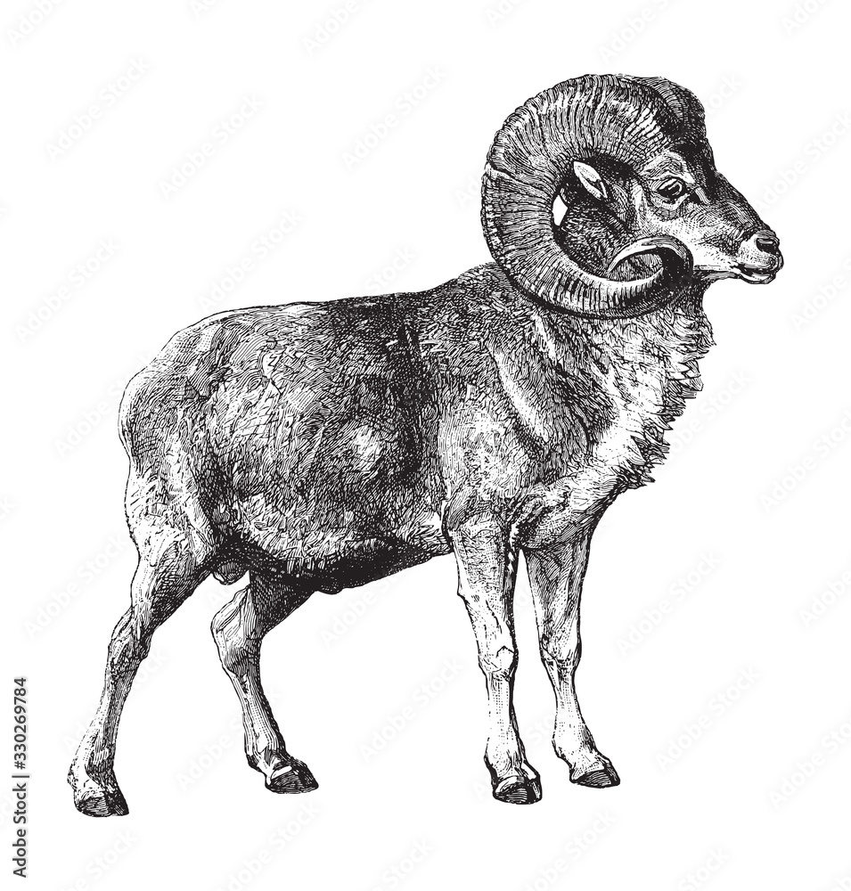 Marco Polo sheep (Ovis ammon polii) / vintage illustration from Brockhaus Konversations-Lexikon 1908