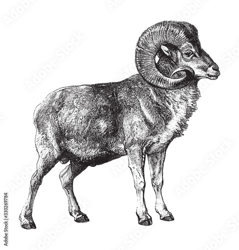 Marco Polo sheep (Ovis ammon polii) / vintage illustration from Brockhaus Konversations-Lexikon 1908