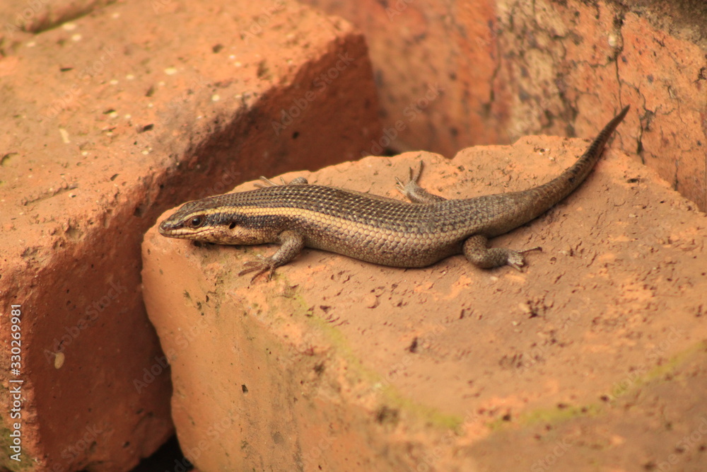 South African Striped Skink South African Striped Skink