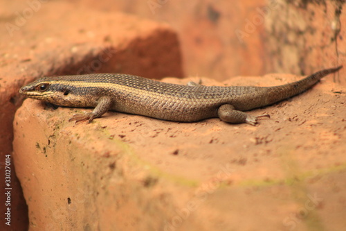South African Striped Skink photo