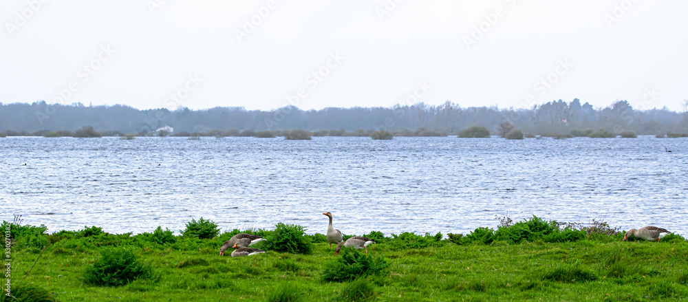 Φωτογραφία Loire-Atlantique, France: wild geese pose at the lake of great place