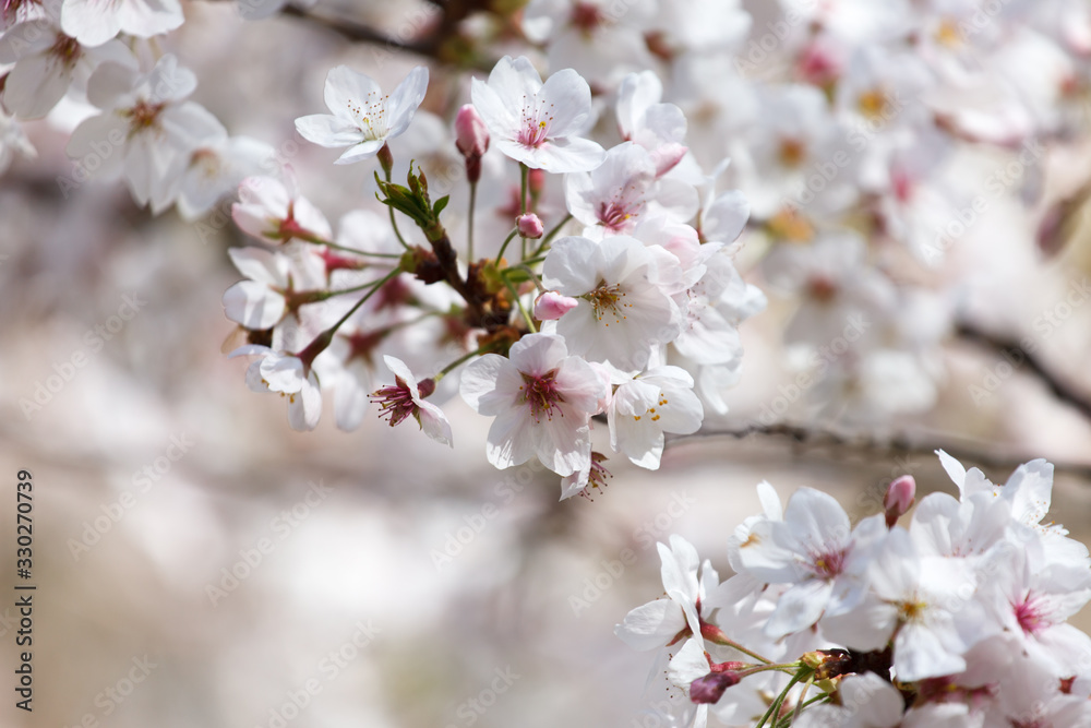 spring tree