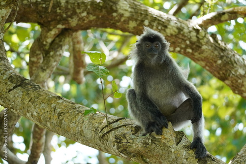 silver leafe monkey - Silberner Haubenlangur Bako national park