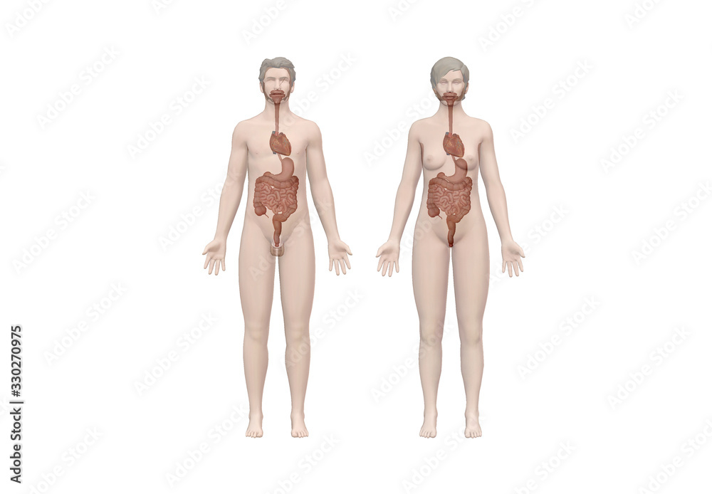 Human anatomy, skeleton and organs. 3d render, cancer, pain and infectious diseases. virus outbreak Human anatomy, skeleton and organs. 3d render, cancer, pain and infectious diseases. virus outbreak