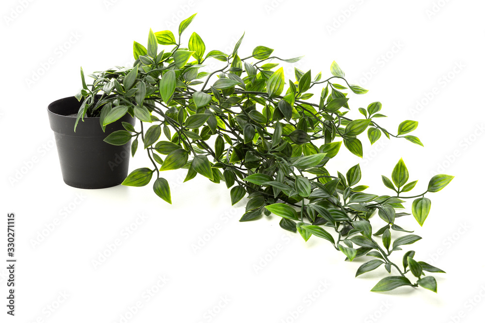 potted houseplant isolated on a white background potted houseplant isolated on a white background