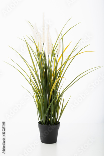 potted houseplant isolated on a white background