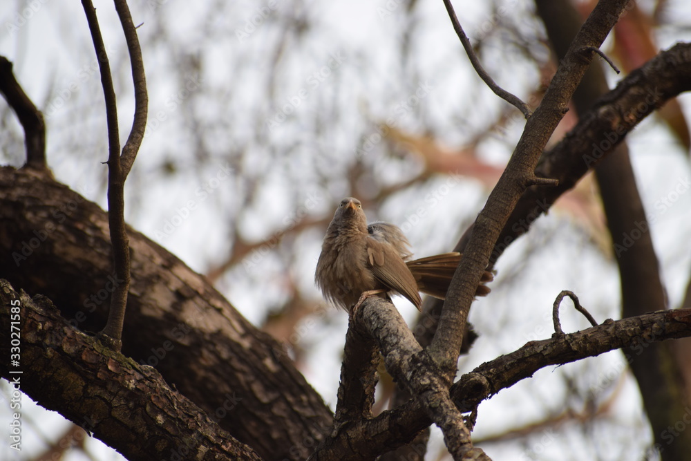 bird on tree bird on tree