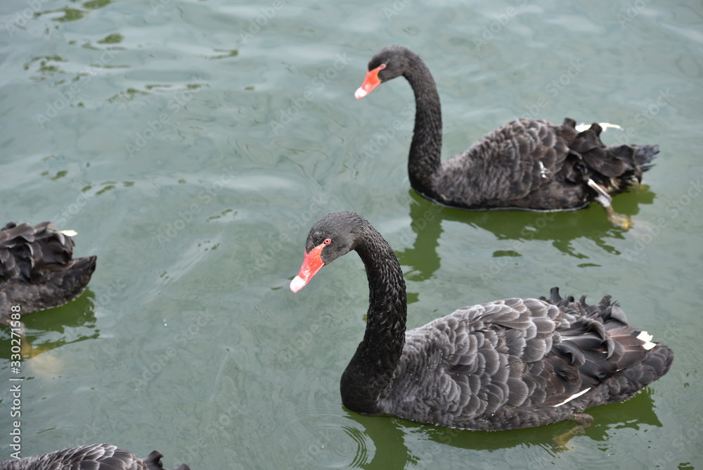 Obraz premium Black ducks on a lake