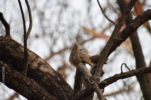 bird on tree © Subham